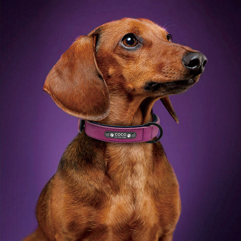 Adjustable Pet Dog Collar for Huskies and Puppies